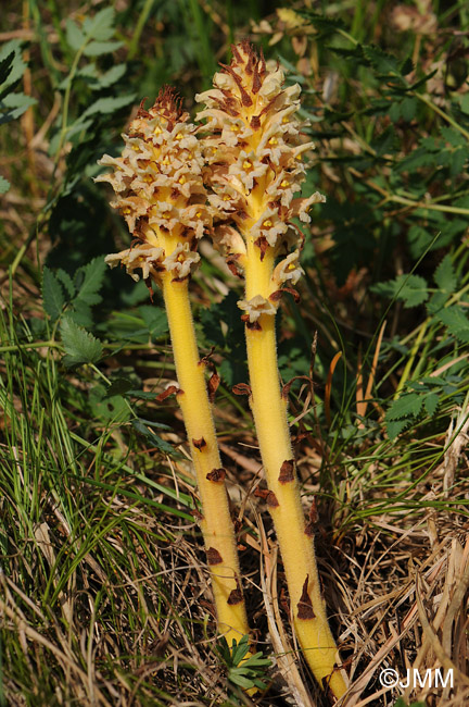 Orobanche alsatica