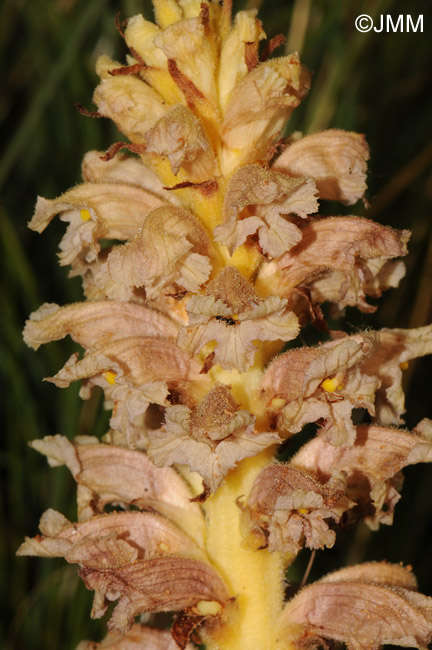 Orobanche alsatica