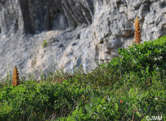 Orobanche alsatica