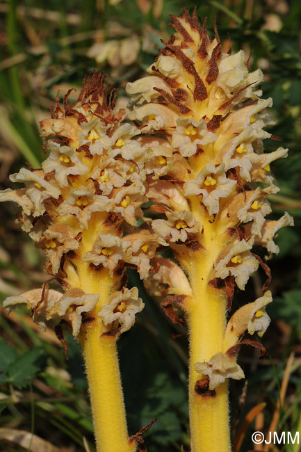 Orobanche alsatica