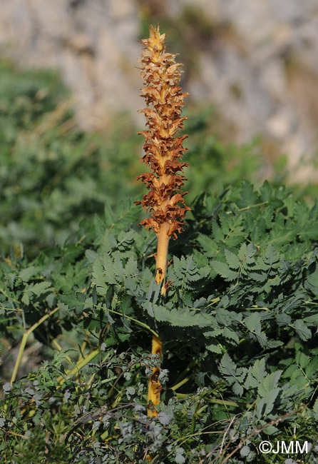 Orobanche alsatica