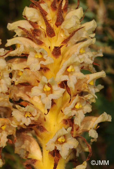 Orobanche alsatica