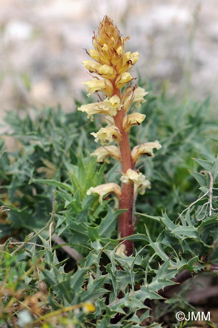 Orobanche amethystea