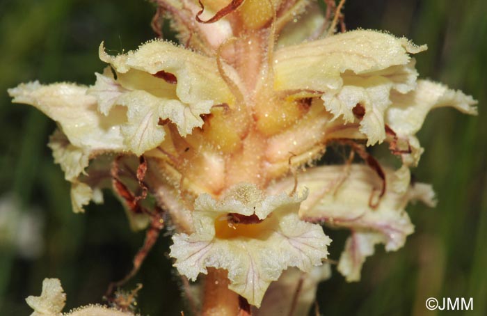 Orobanche amethystea