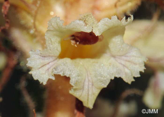 Orobanche amethystea