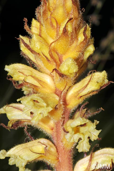 Orobanche amethystea