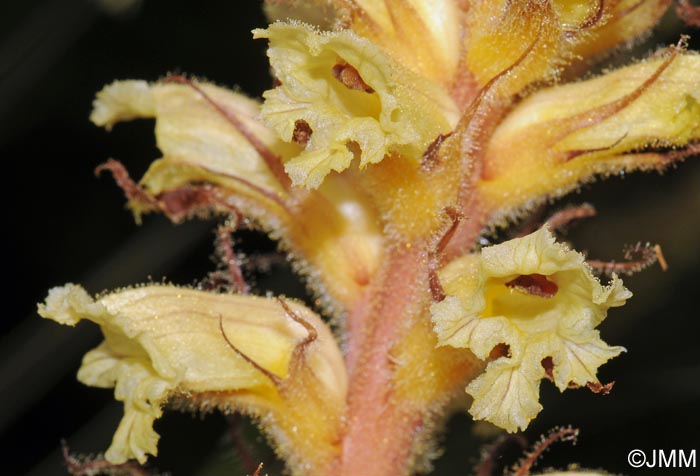 Orobanche amethystea