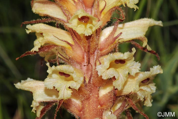 Orobanche amethystea