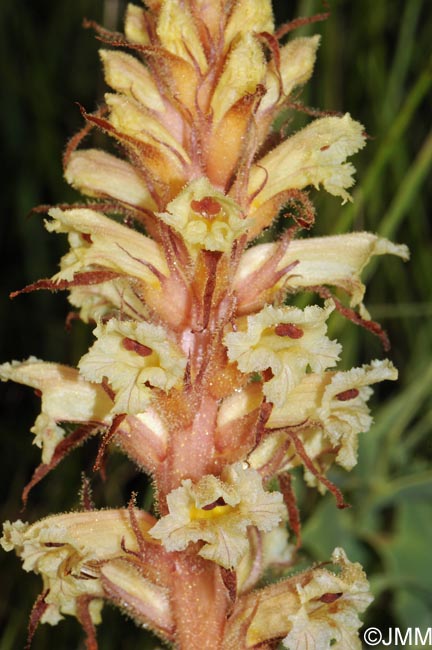 Orobanche amethystea