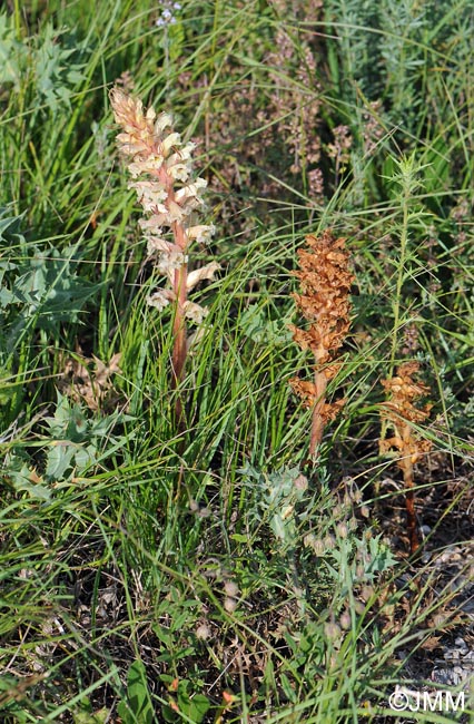 Orobanche amethystea