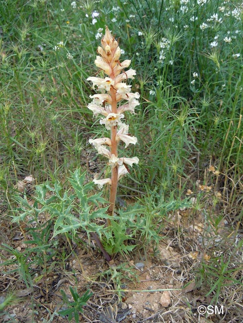 Orobanche amethystea