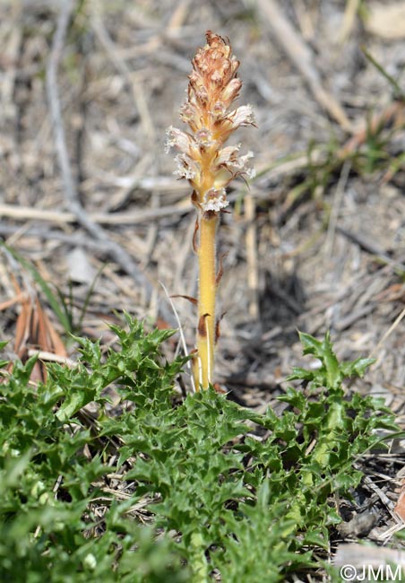 Orobanche amethystea