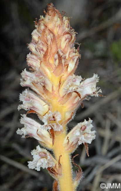 Orobanche amethystea