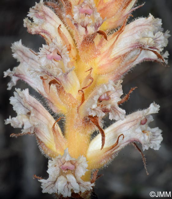 Orobanche amethystea