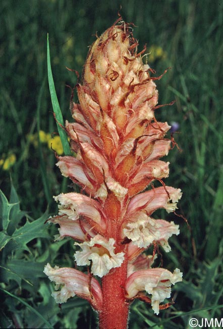 Orobanche amethystea