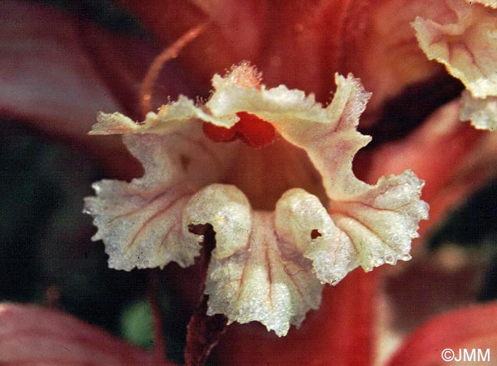 Orobanche amethystea