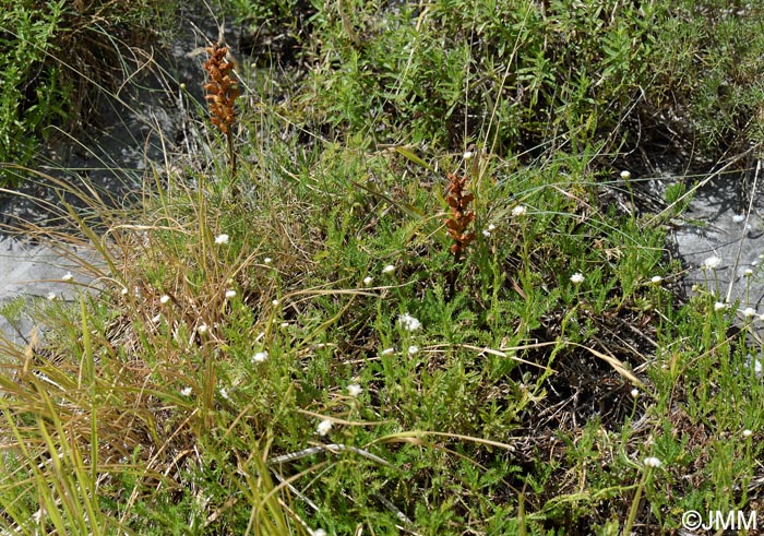 Orobanche apuana