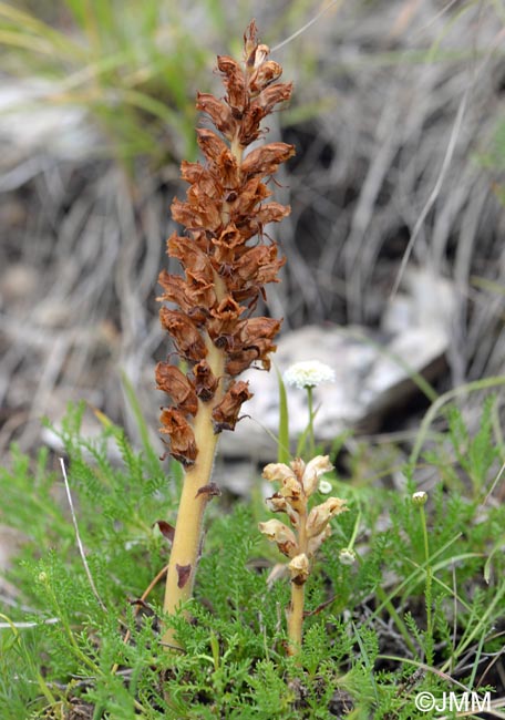 Orobanche apuana