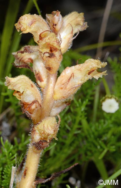 Orobanche apuana