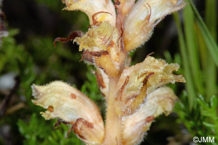 Orobanche apuana