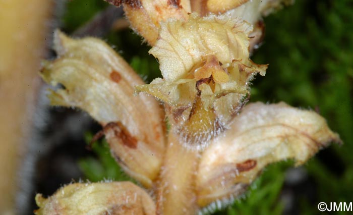 Orobanche apuana