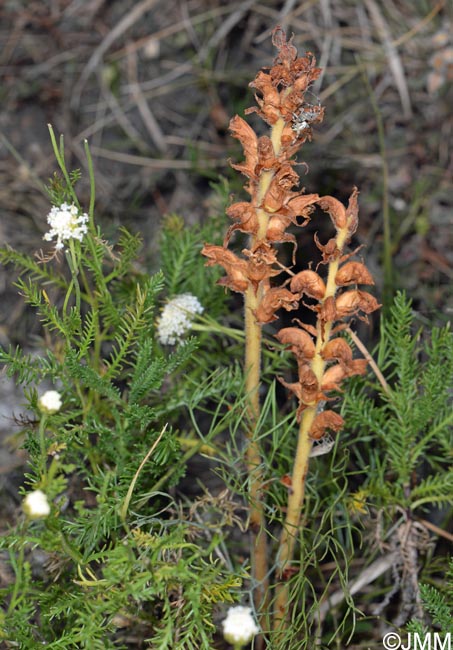 Orobanche apuana