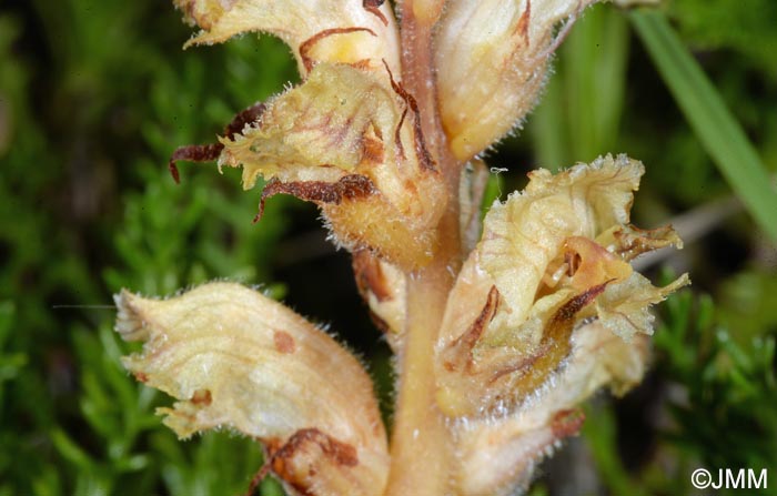 Orobanche apuana