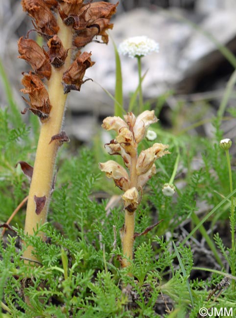 Orobanche apuana