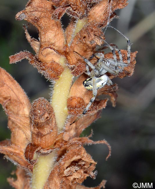 Orobanche apuana