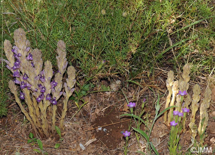 Phelipanche arenaria = Orobanche arenaria