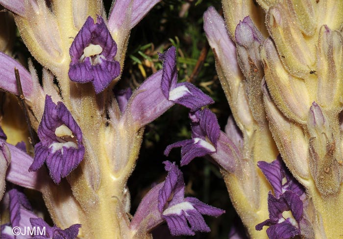 Phelipanche arenaria = Orobanche arenaria