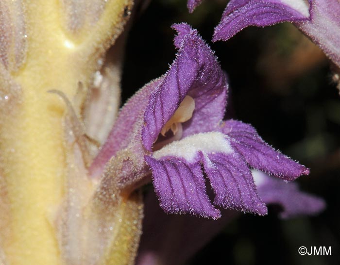 Phelipanche arenaria = Orobanche arenaria