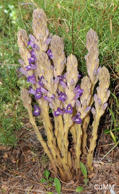 Phelipanche arenaria = Orobanche arenaria