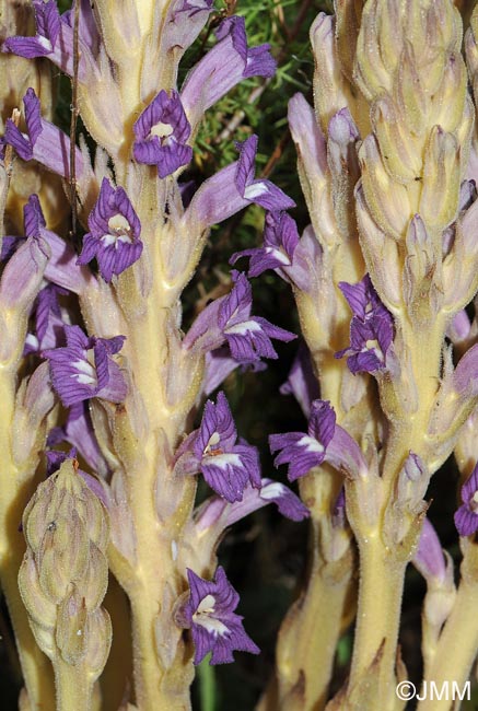 Phelipanche arenaria = Orobanche arenaria