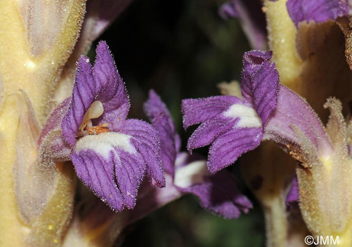 Phelipanche arenaria = Orobanche arenaria