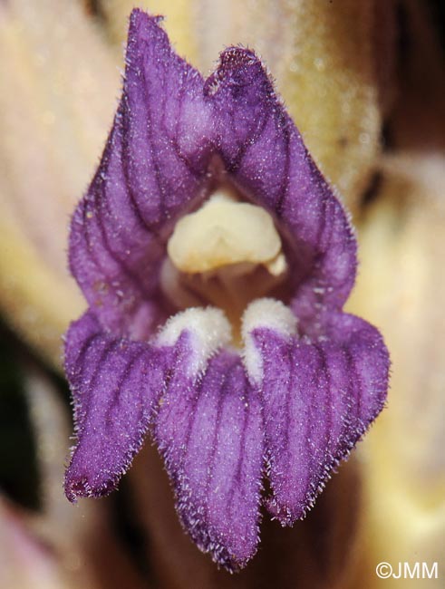 Phelipanche arenaria = Orobanche arenaria