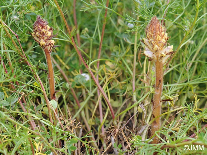 Orobanche artemisii-campestris