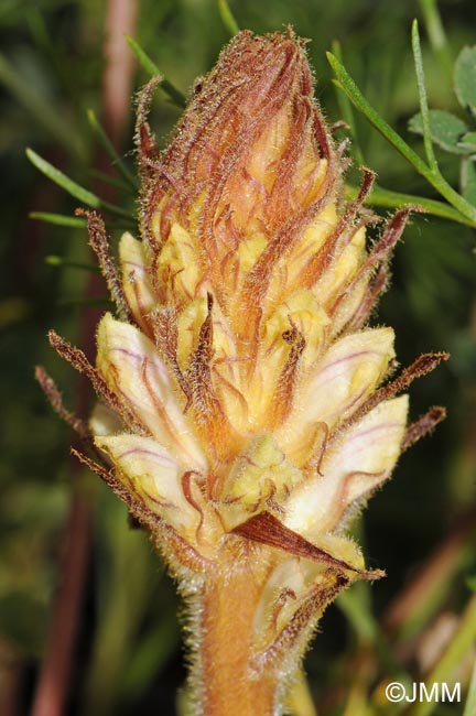 Orobanche artemisii-campestris