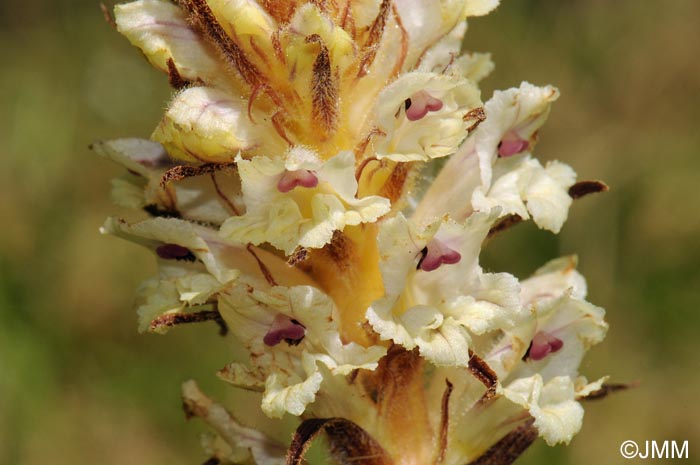 Orobanche artemisii-campestris