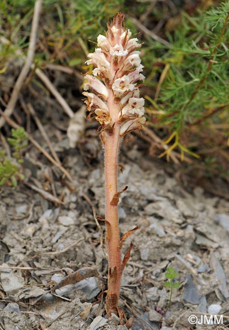 Orobanche artemisii-campestris