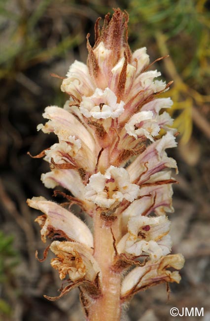 Orobanche artemisii-campestris