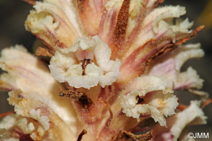 Orobanche artemisii-campestris