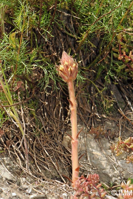 Orobanche artemisii-campestris