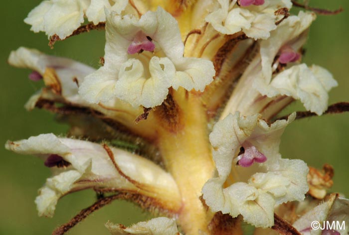 Orobanche artemisii-campestris