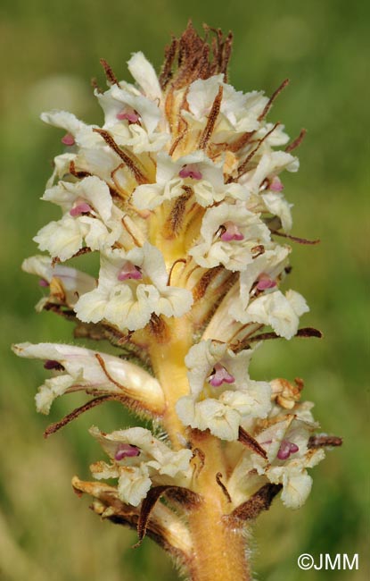 Orobanche artemisii-campestris