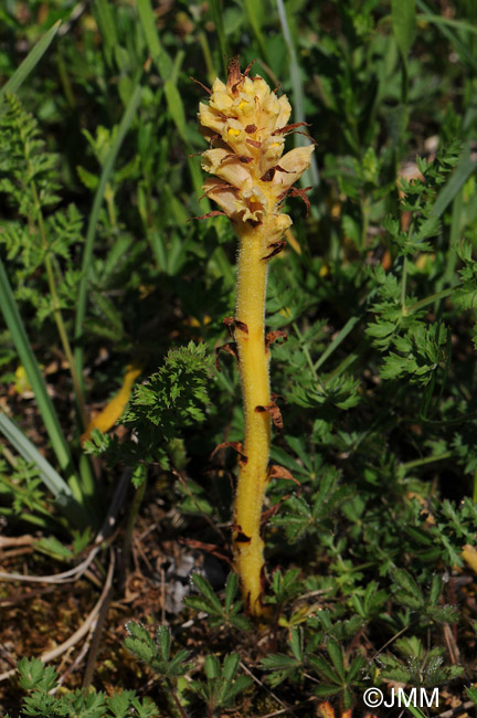 Orobanche bartlingii