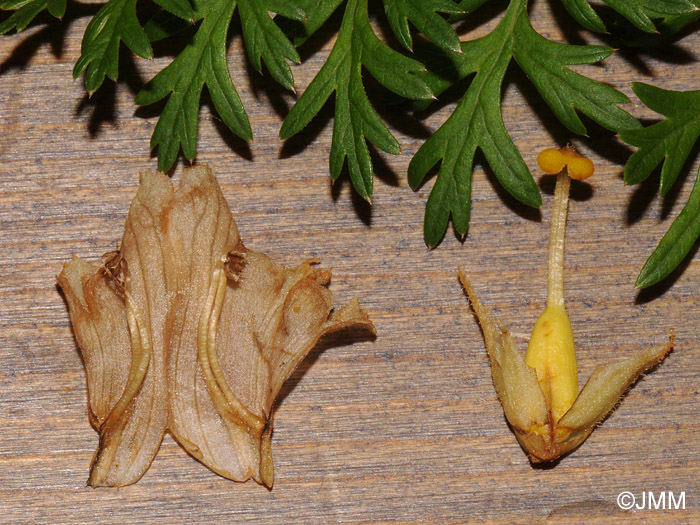 Orobanche bartlingii