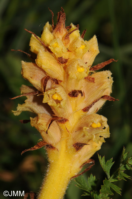 Orobanche bartlingii