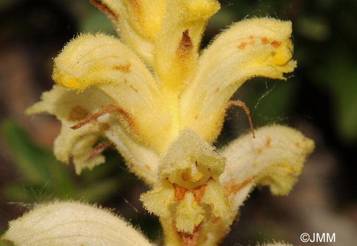 Orobanche bartlingii