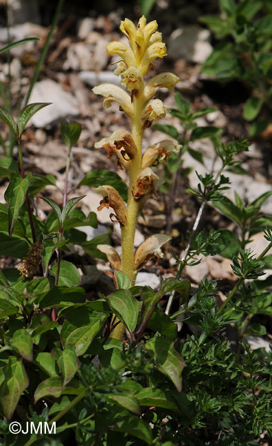 Orobanche bartlingii